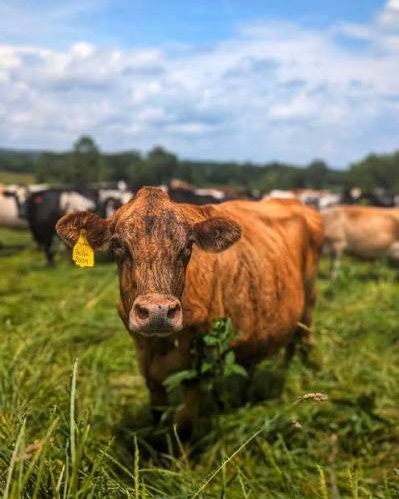 Grass-fed cattle standing in a green pasture